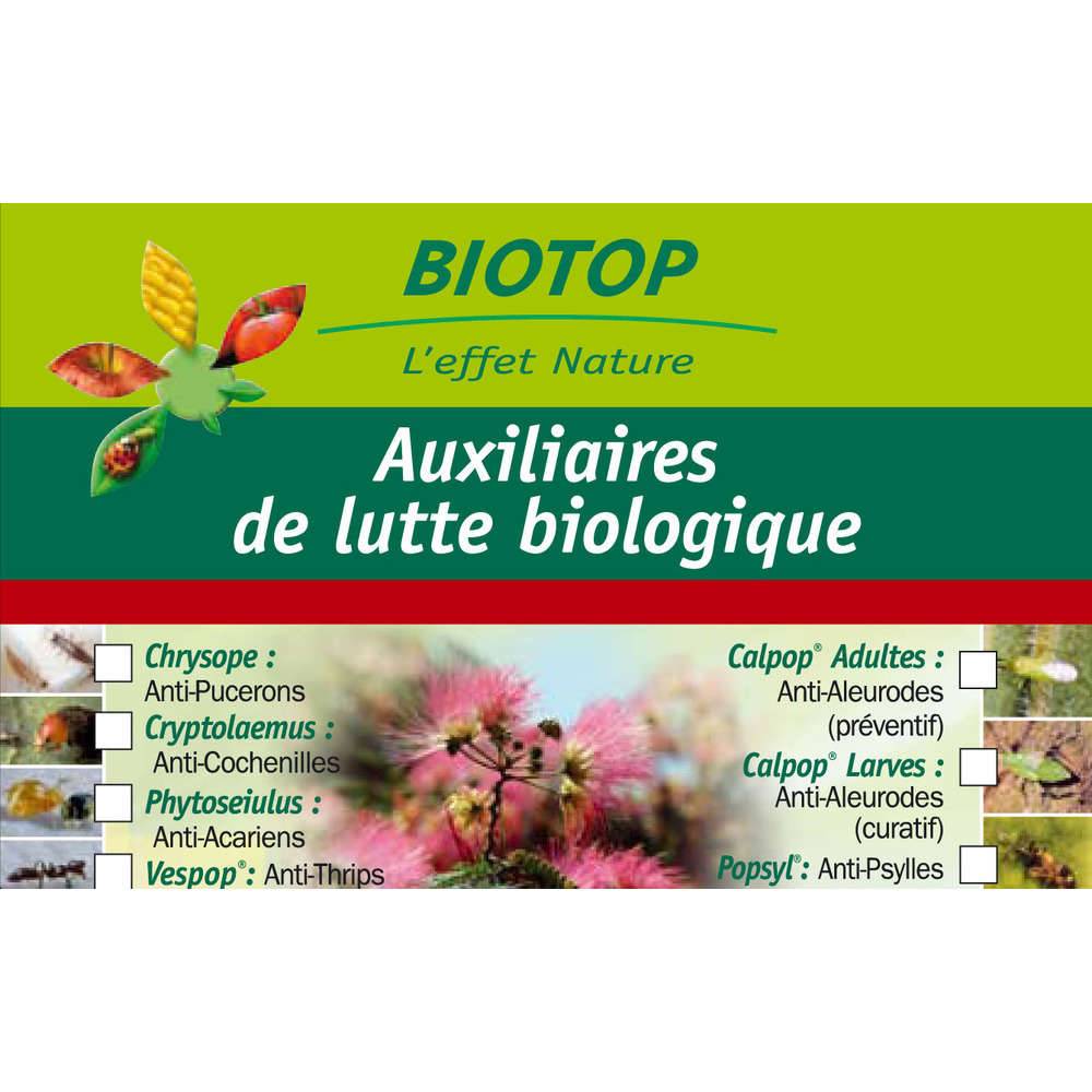 Greenapy - Coccinelles Anti-Cochenilles Cryptolaemus montrouzieri boîte de 25 adultes - Greenapy - Image 10