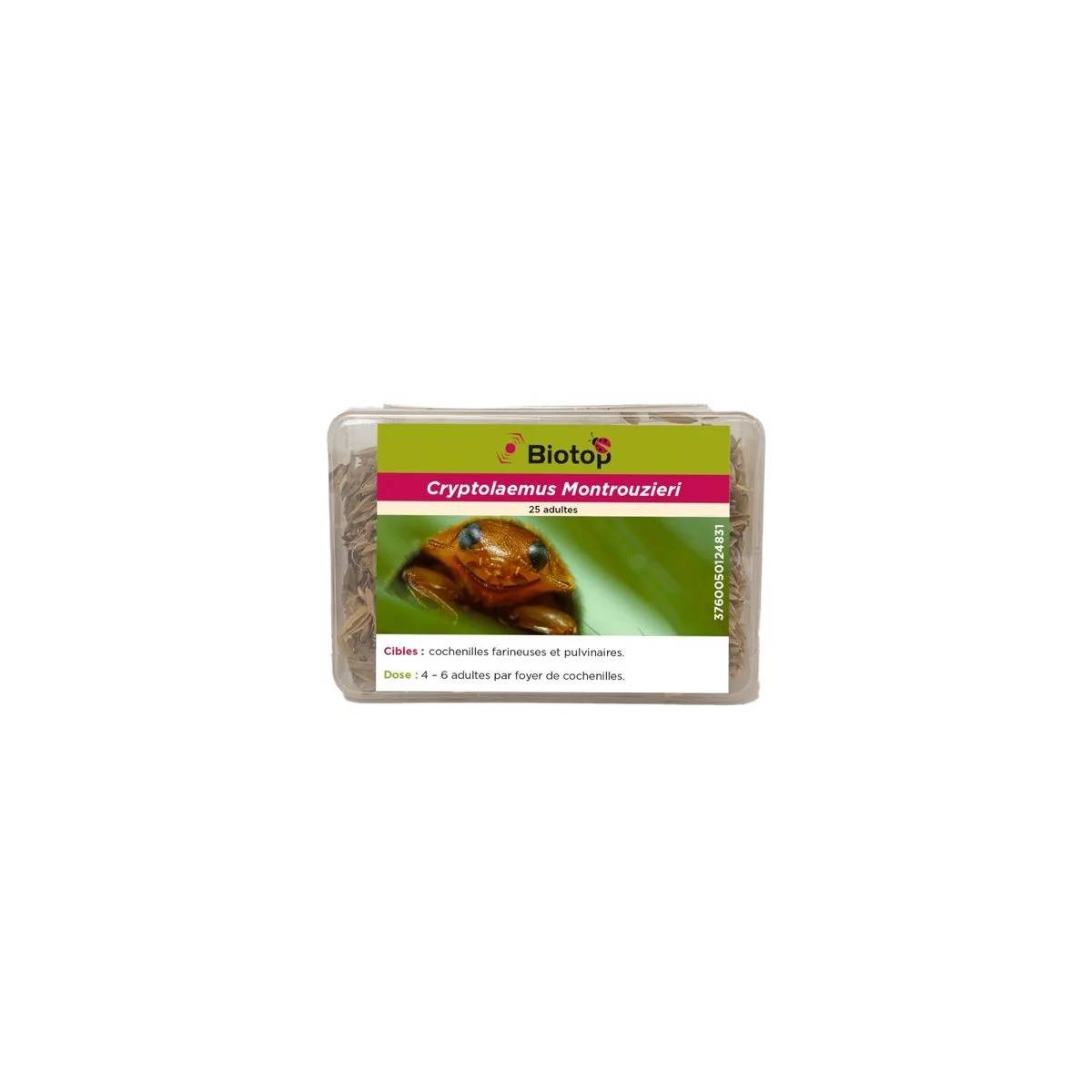 Greenapy - Coccinelles Anti-Cochenilles Cryptolaemus montrouzieri boîte de 25 adultes - Greenapy - Image 2