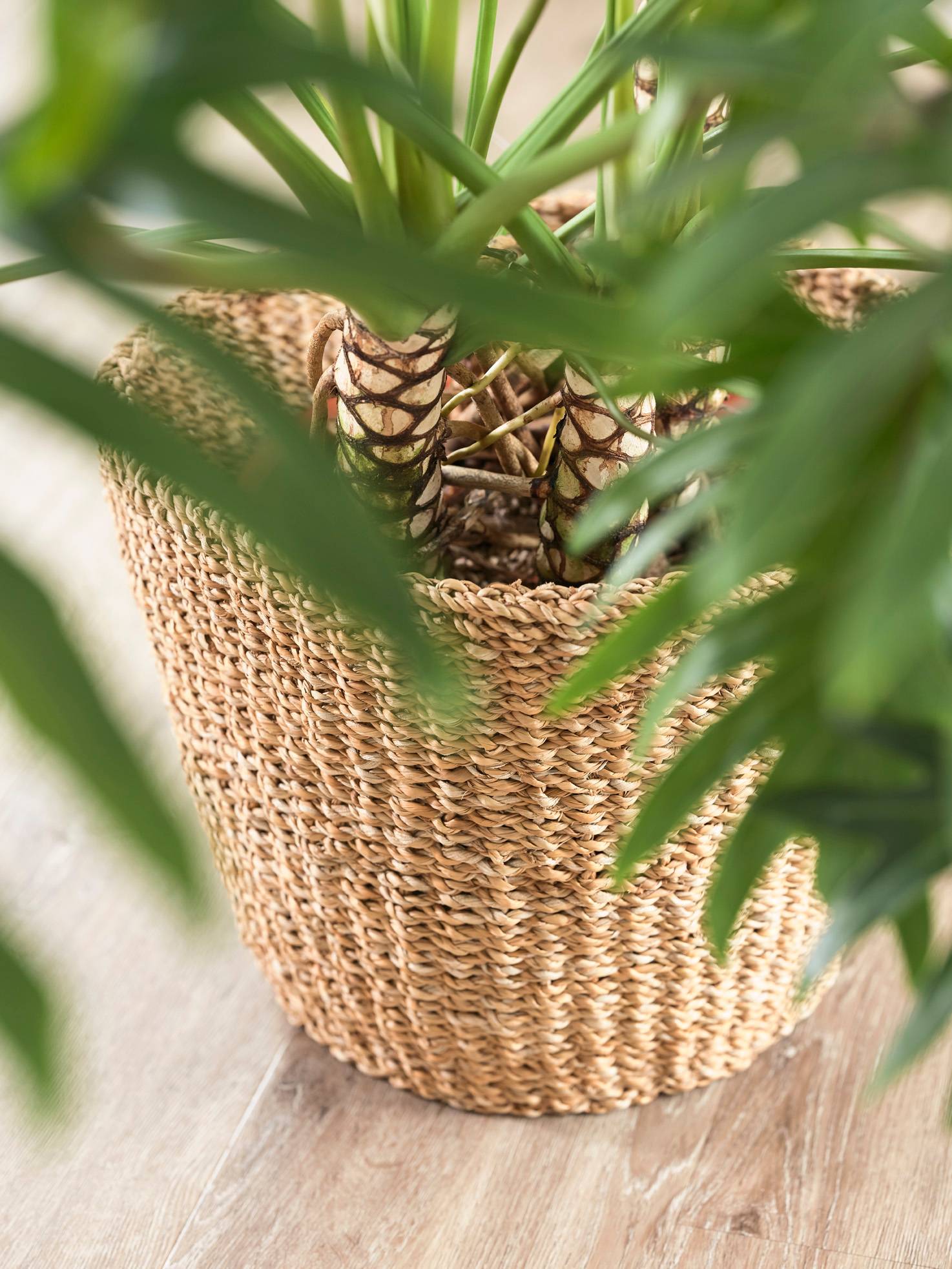 Cache-Pot en Jonc de Mer Naturel Ø 30 x 26 cm - Imagen 2