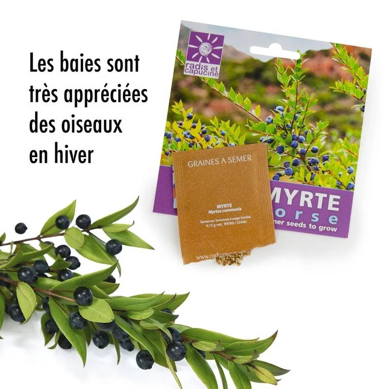 Sachet Graines Myrte - MYRTHESACHET - Image 4