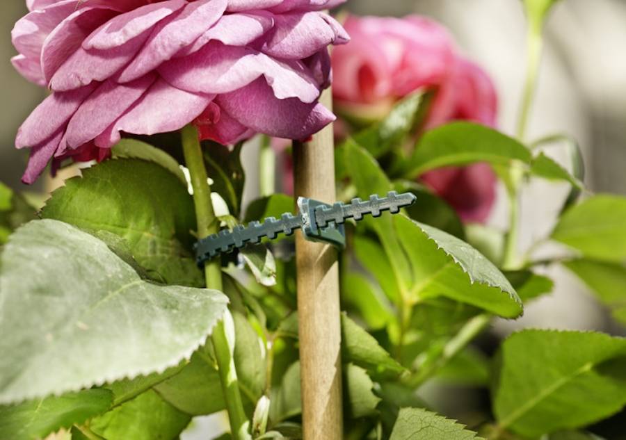 Liens horticoles crantés et réglables L.13 cm (x50) - Image 2