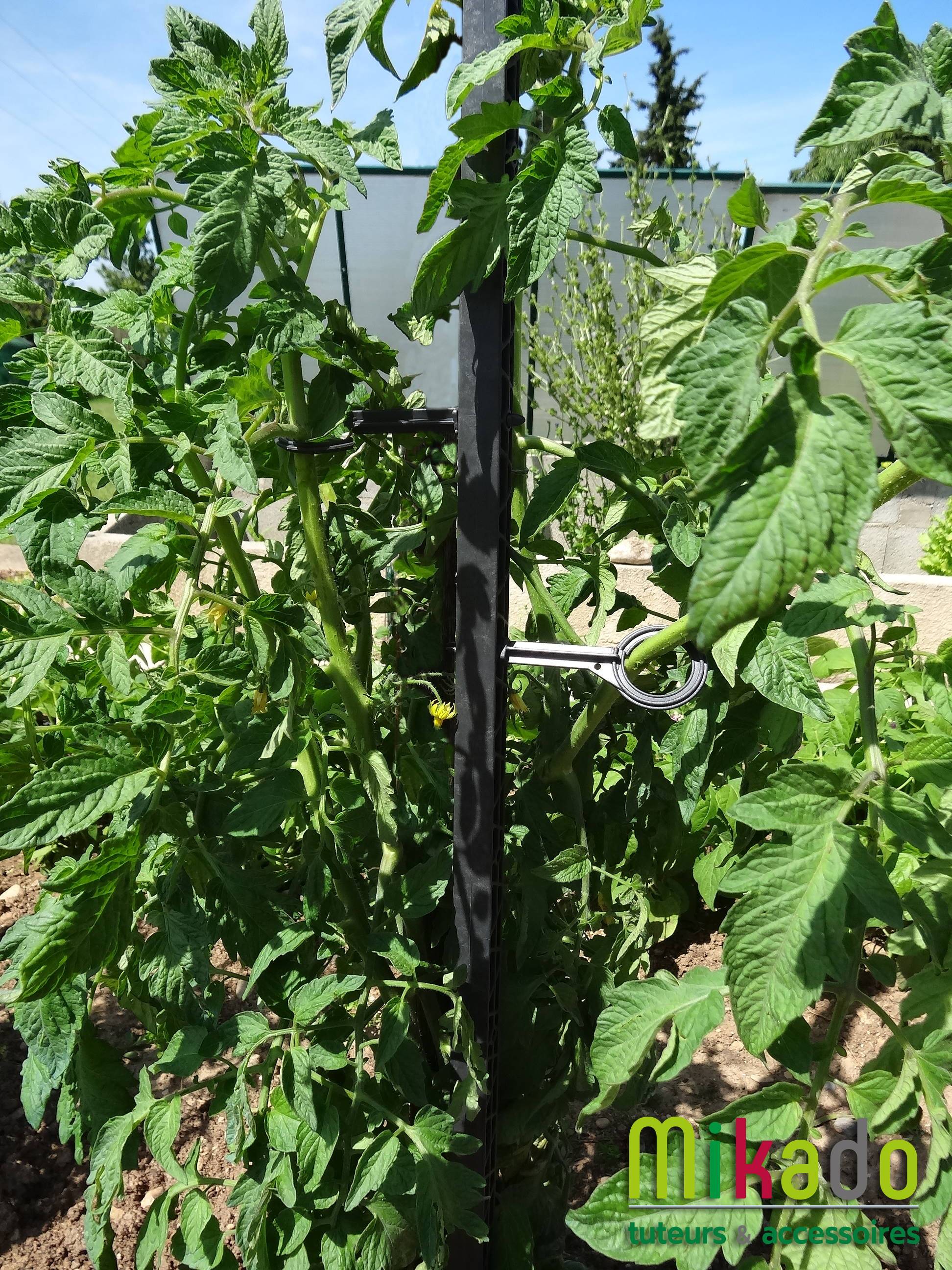 Tuteur à Tomate – DURABLEPRATIQUE - Image 2