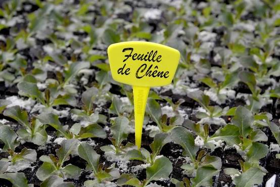 Nortène - LABEL 25 Étiquettes à planter (5) Jaune - Image 3