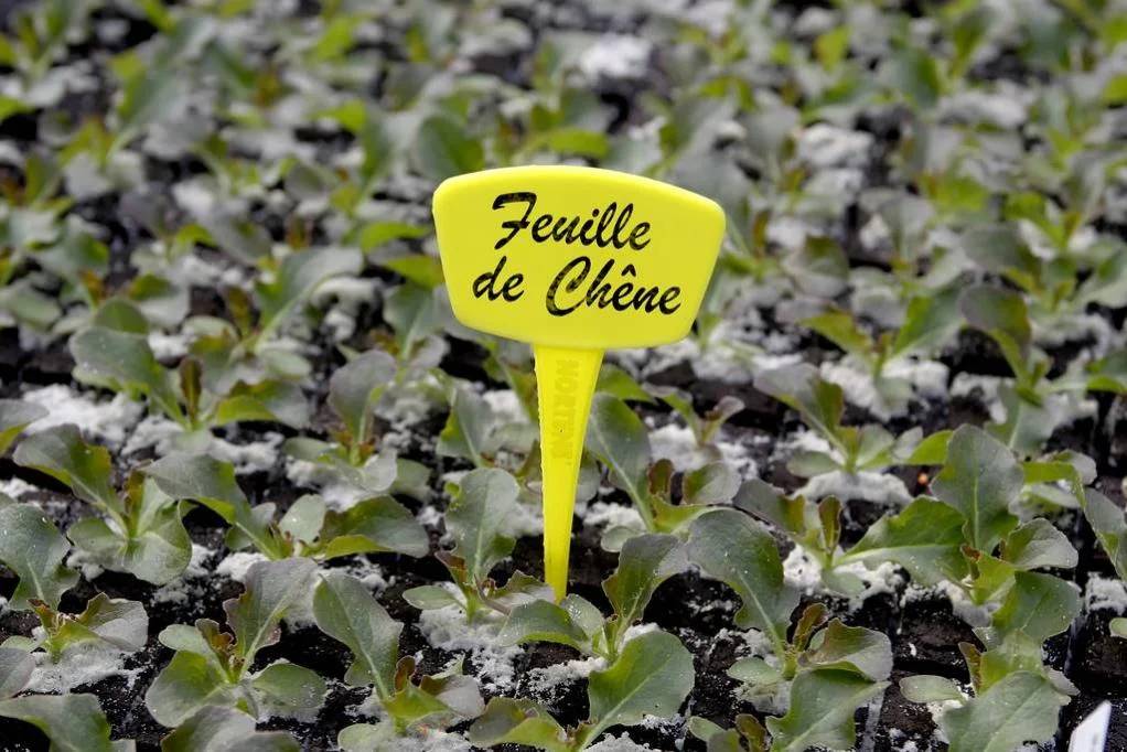 Nortène - LABEL 25 Étiquettes à planter (5) Jaune - Image 3