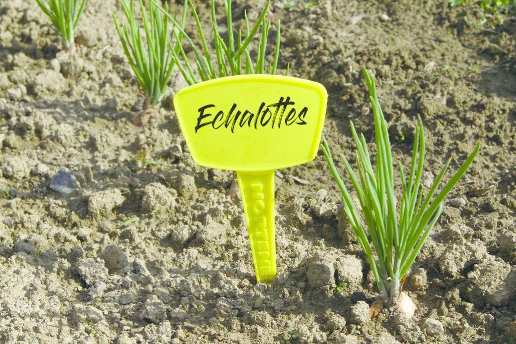 Nortène - LABEL 35 - Étiquette à planter - Imagen 2