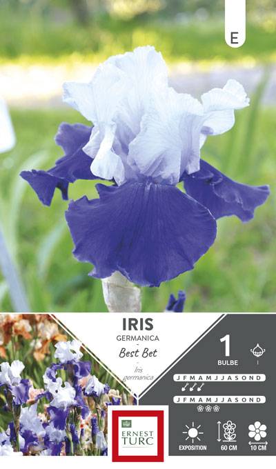 Ernest Turc - Iris germanica Best Bet - ERNEST TURC - Imagen 1