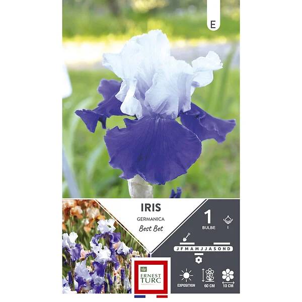 Ernest Turc - Iris germanica Best Bet - ERNEST TURC - Imagen 2