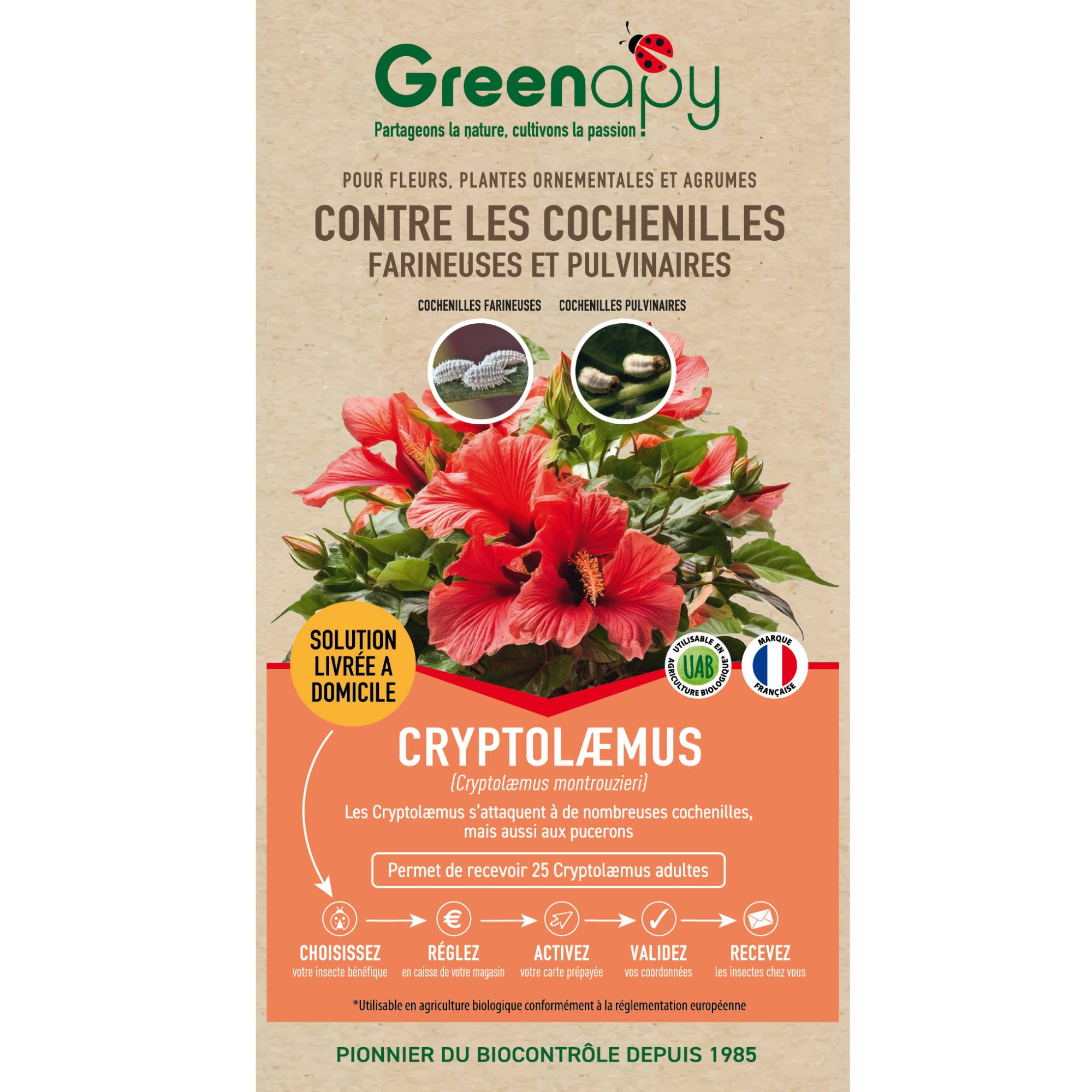 Prépayé coccinelles Cryptolaemus anti cochenilles x25 - Biotop - Imagen 1