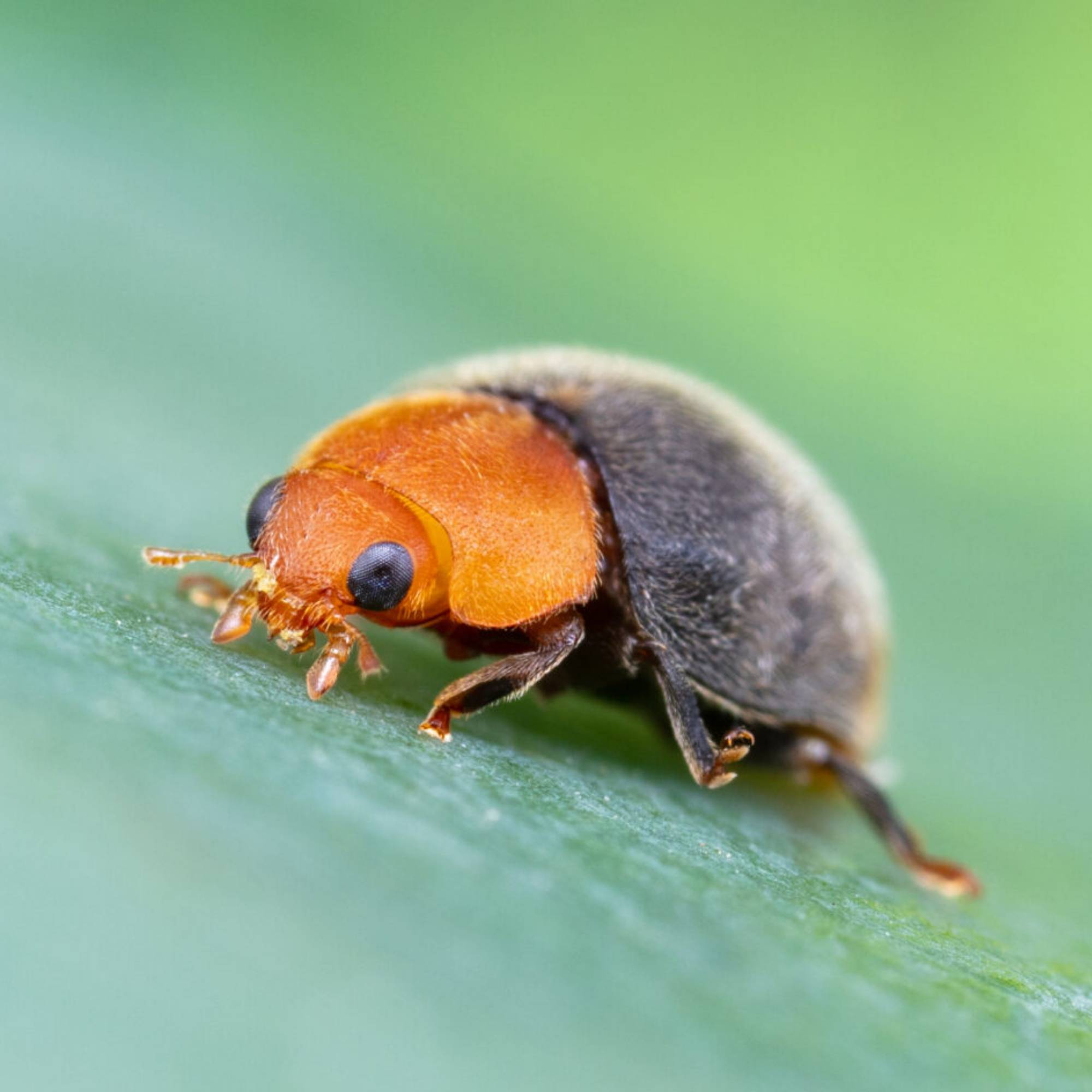 Prépayé coccinelles Cryptolaemus anti cochenilles x25 - Biotop - Imagen 3
