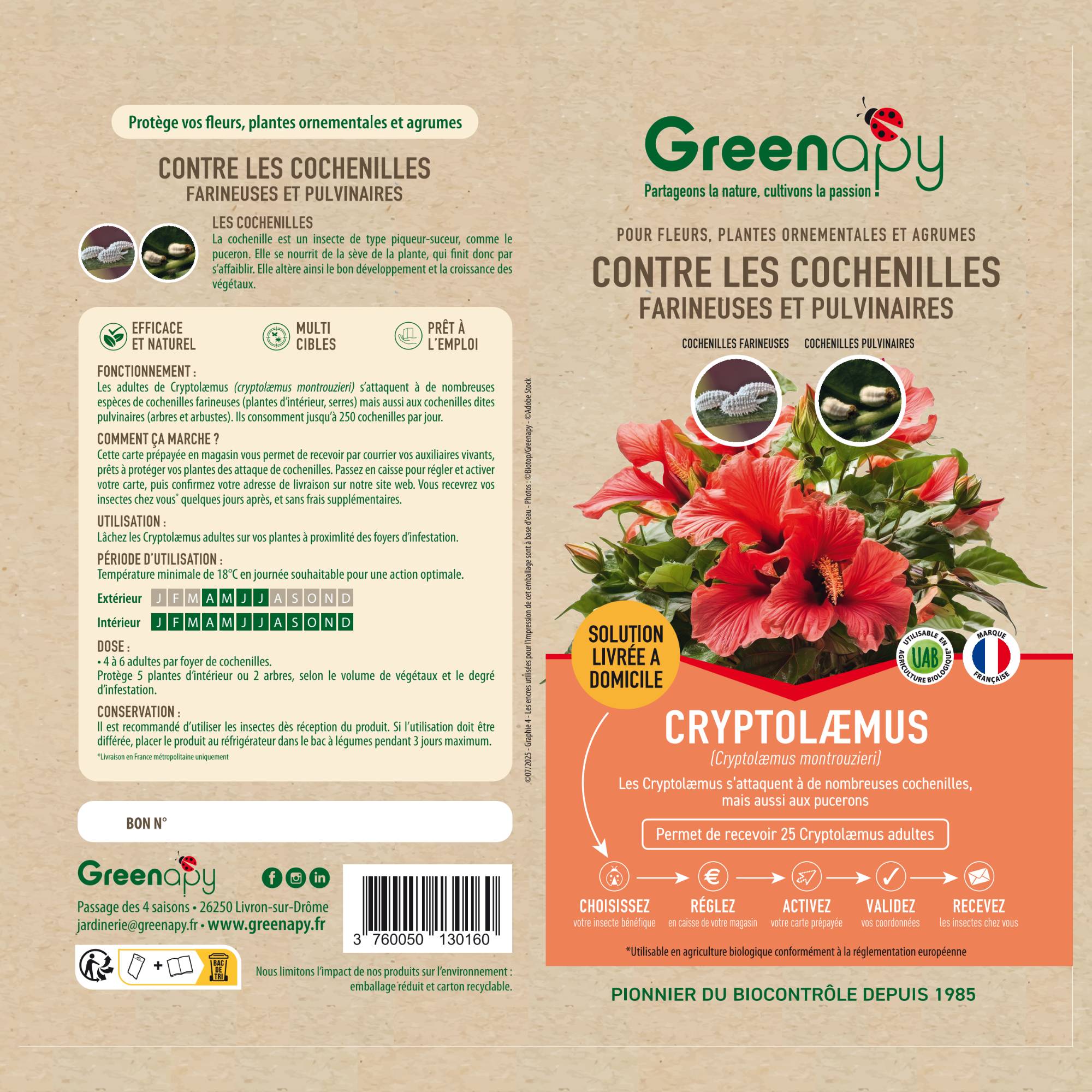 Prépayé coccinelles Cryptolaemus anti cochenilles x25 - Biotop - Imagen 4