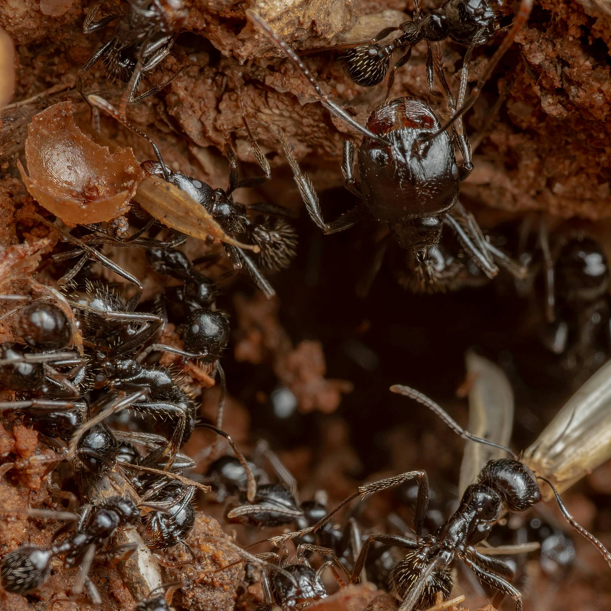 Prépayé nématodes anti-fourmis Sf 5 millions - Biotop - Image 4