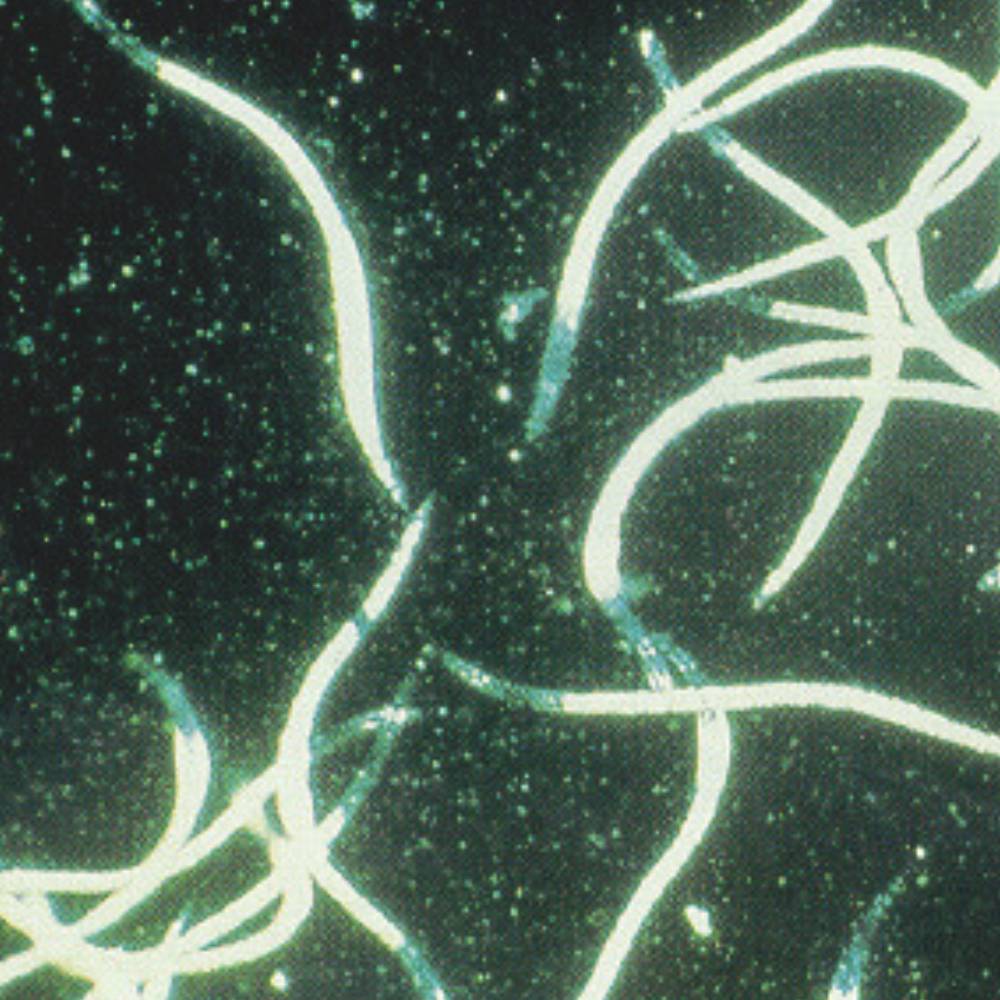 Prépayé nématodes anti-doryphores Sc 5 millions - Biotop - Image 2