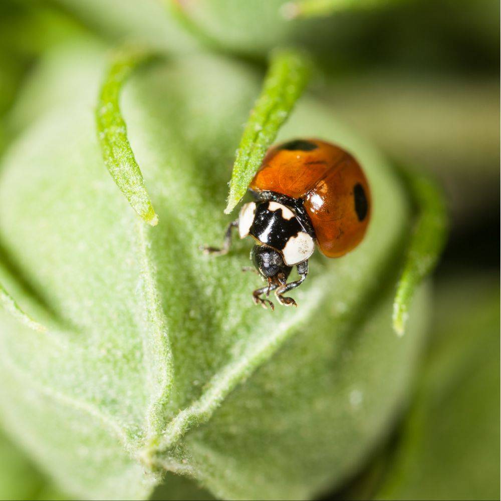 Biotop - Coccinelles adultes Coccifly anti pucerons x20 - Image 1