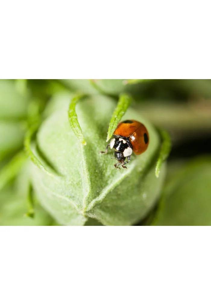 Biotop - Coccinelles adultes Coccifly anti pucerons x20 - Image 6