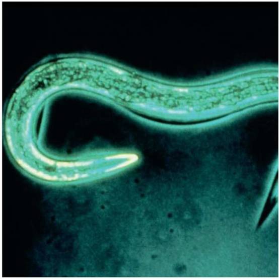 Greenapy - Nématodes anti vers gris et doryphores Steinernema carpocapsae boîte de 25 millions - Greenapy - Image 6