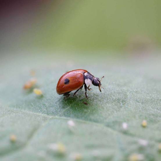 Greenapy - Carnet Prépayé Protection Insectes - BIOTOP - Image 13