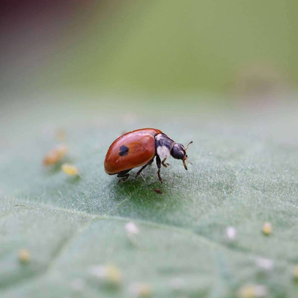 Greenapy - Carnet Prépayé Protection Insectes - BIOTOP - Image 13