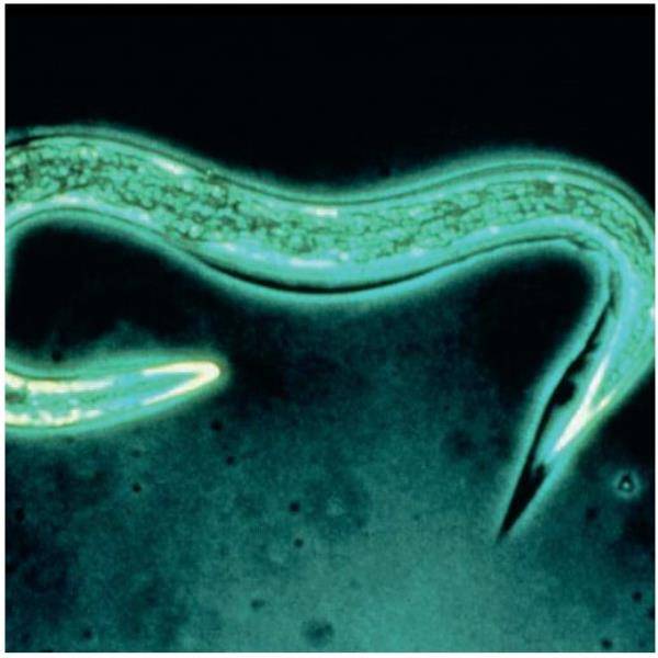 Greenapy - Nématodes anti-vers du sol universel 1 boîte pour 20 m² - Greenapy - Image 3