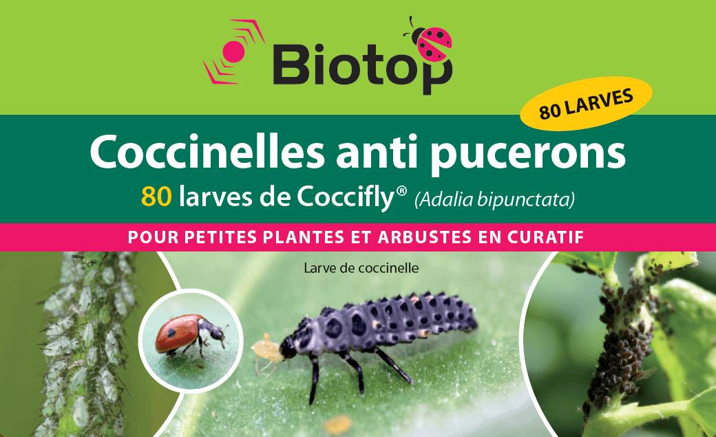 Biotop - Prépayé coccinelles larves Coccifly anti pucerons x80 - Image 3