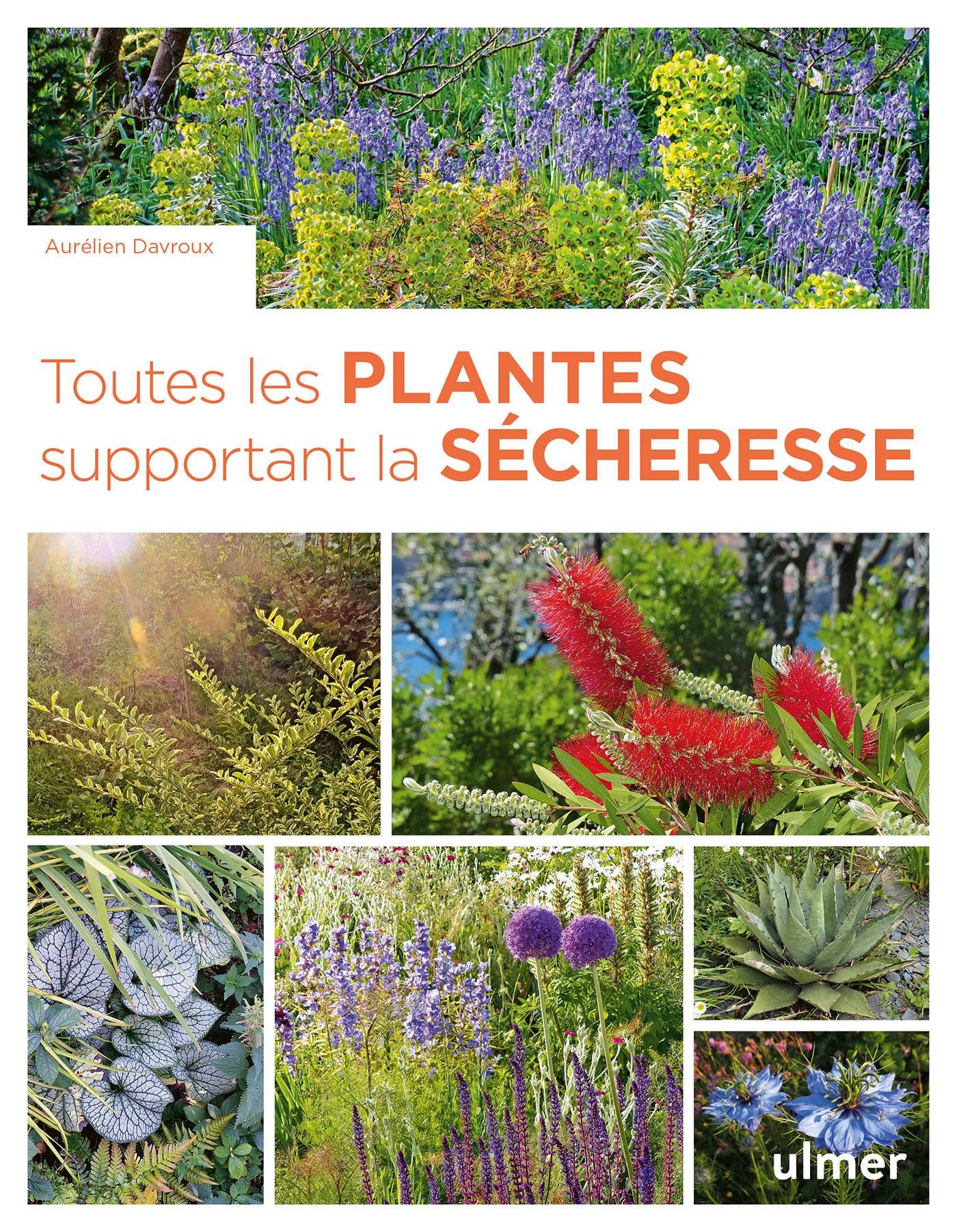 Ulmer - Toutes les plantes supportant la sécheresse