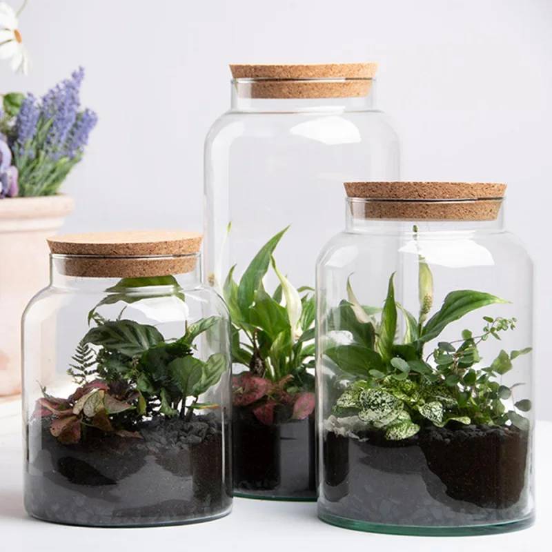 Bouteille terrarium - 5 l - Imagen 1