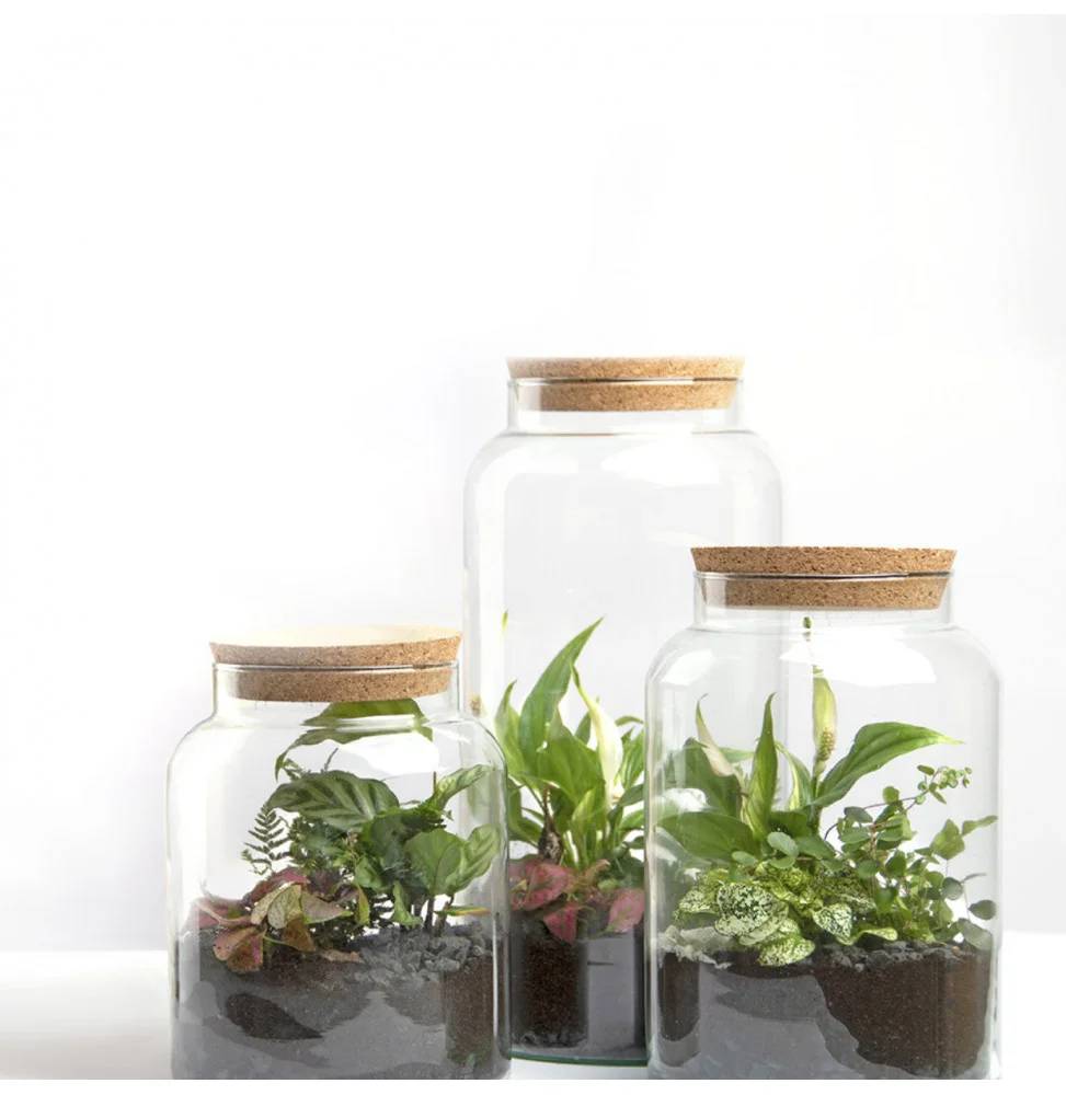 Bouteille terrarium - 5 l - Imagen 3