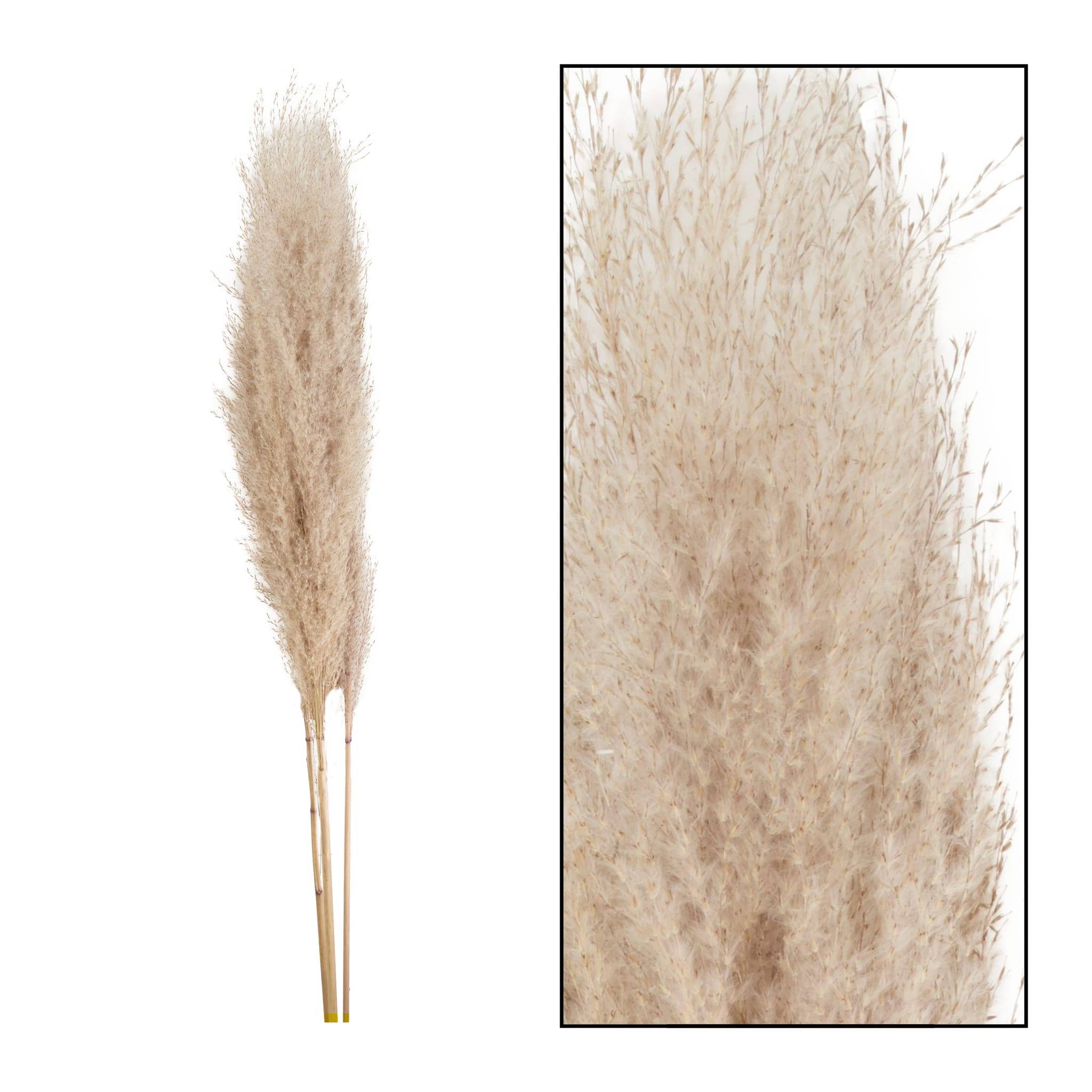 PAMPAS