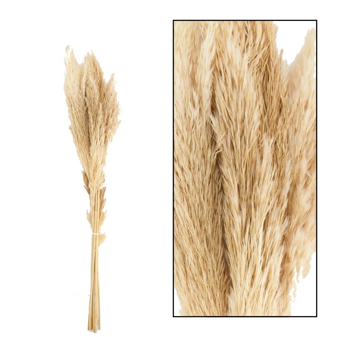 PAMPAS JAXX