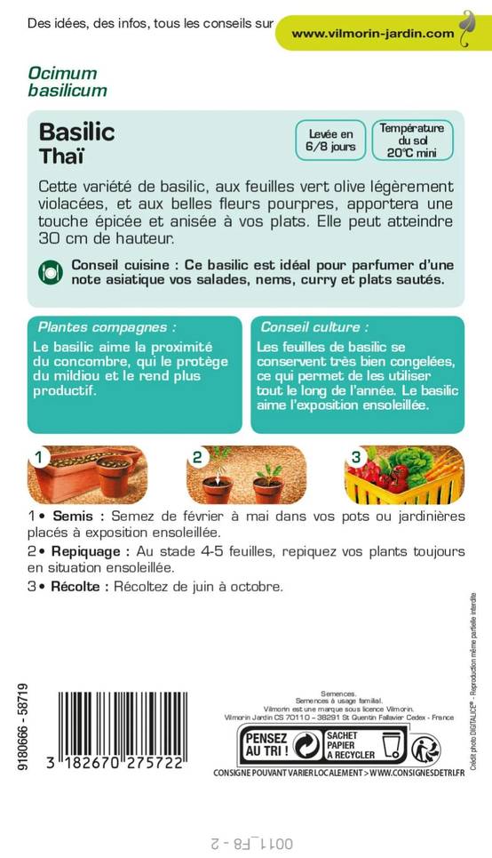 Vilmorin - Basilic thaï série 2 sachet graines 1 g - Vilmorin - Image 2