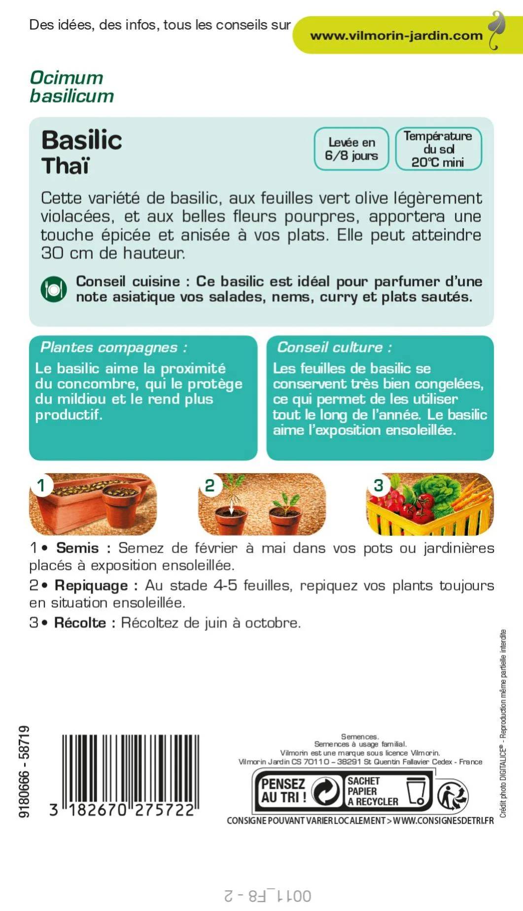 Vilmorin - Basilic thaï série 2 sachet graines 1 g - Vilmorin - Image 2