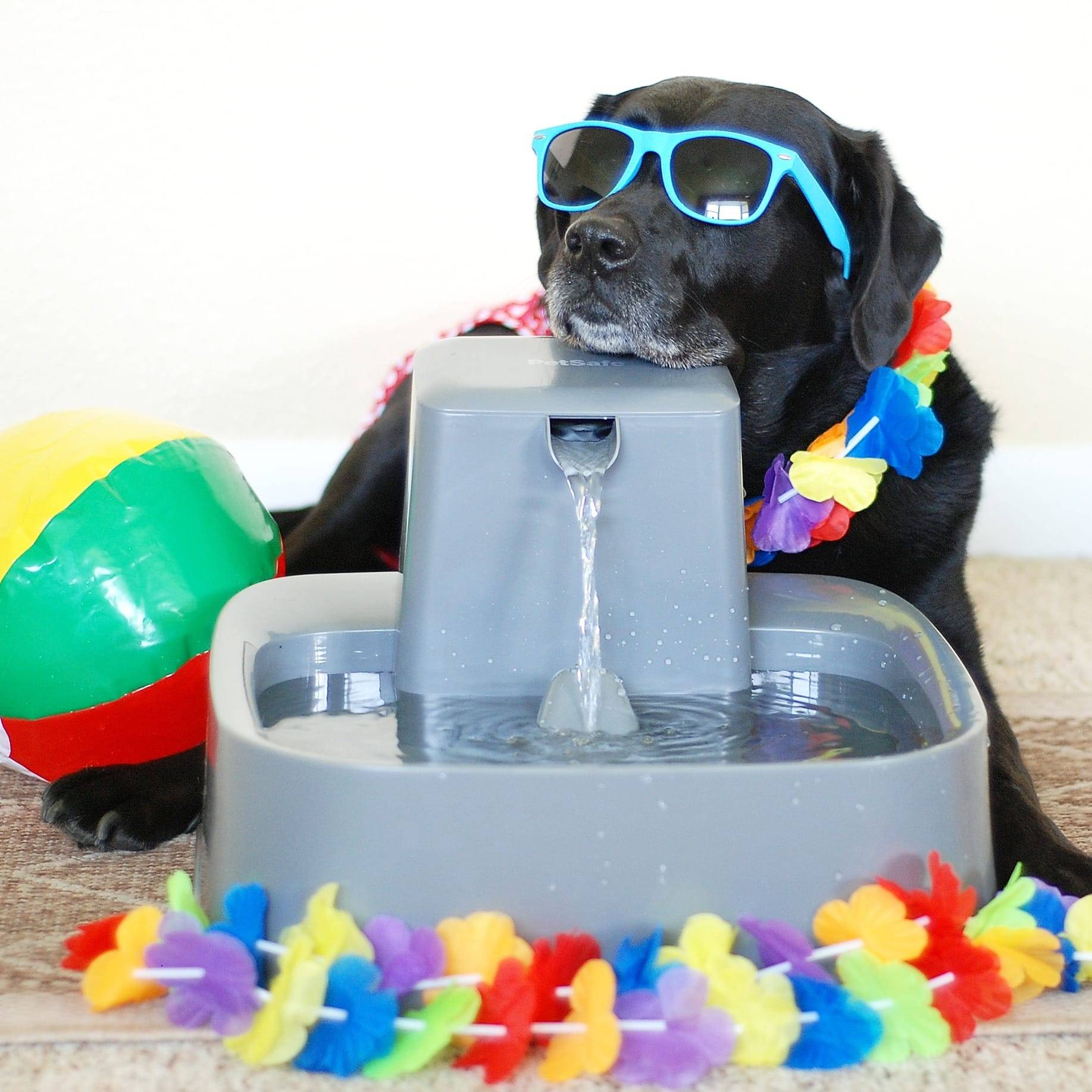 Fontaine Plastique Sans BPA - PETSAFE - Imagen 3