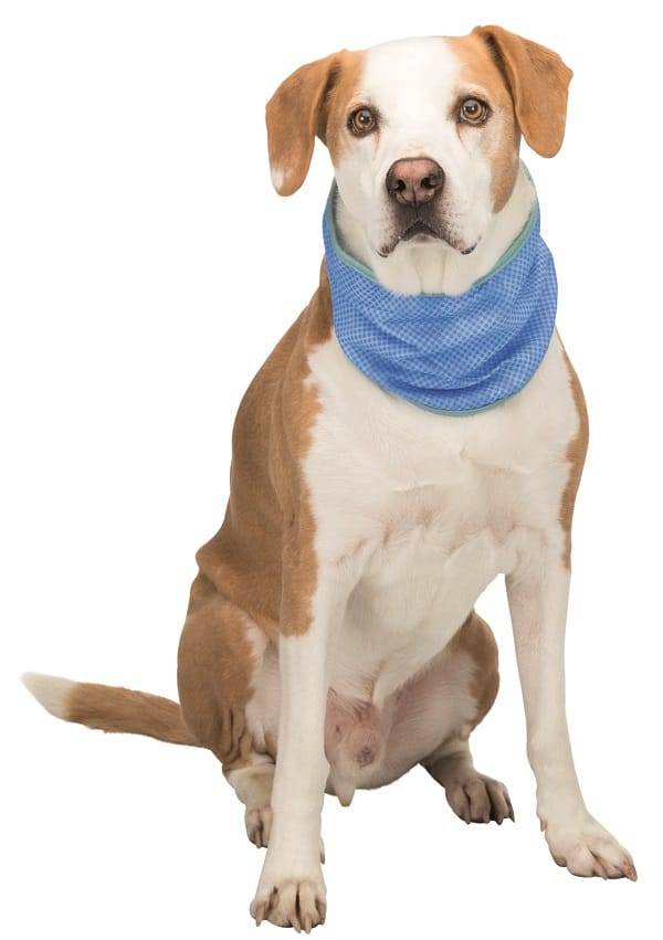 Trixie - Trixie - Bandana rafraîchissant Bleu en PVA pour chien Taille XL - Imagen 2