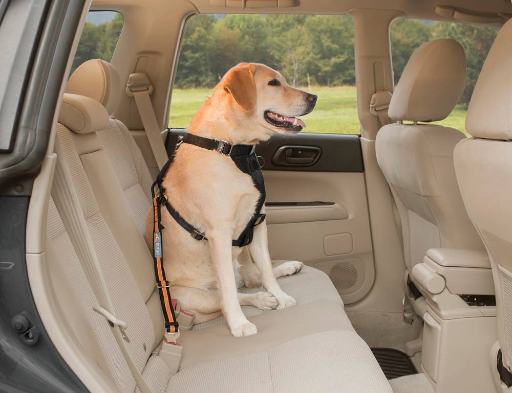 Kurgo - Correa de seguridad "direct seatbelt" azul - Imagen 3