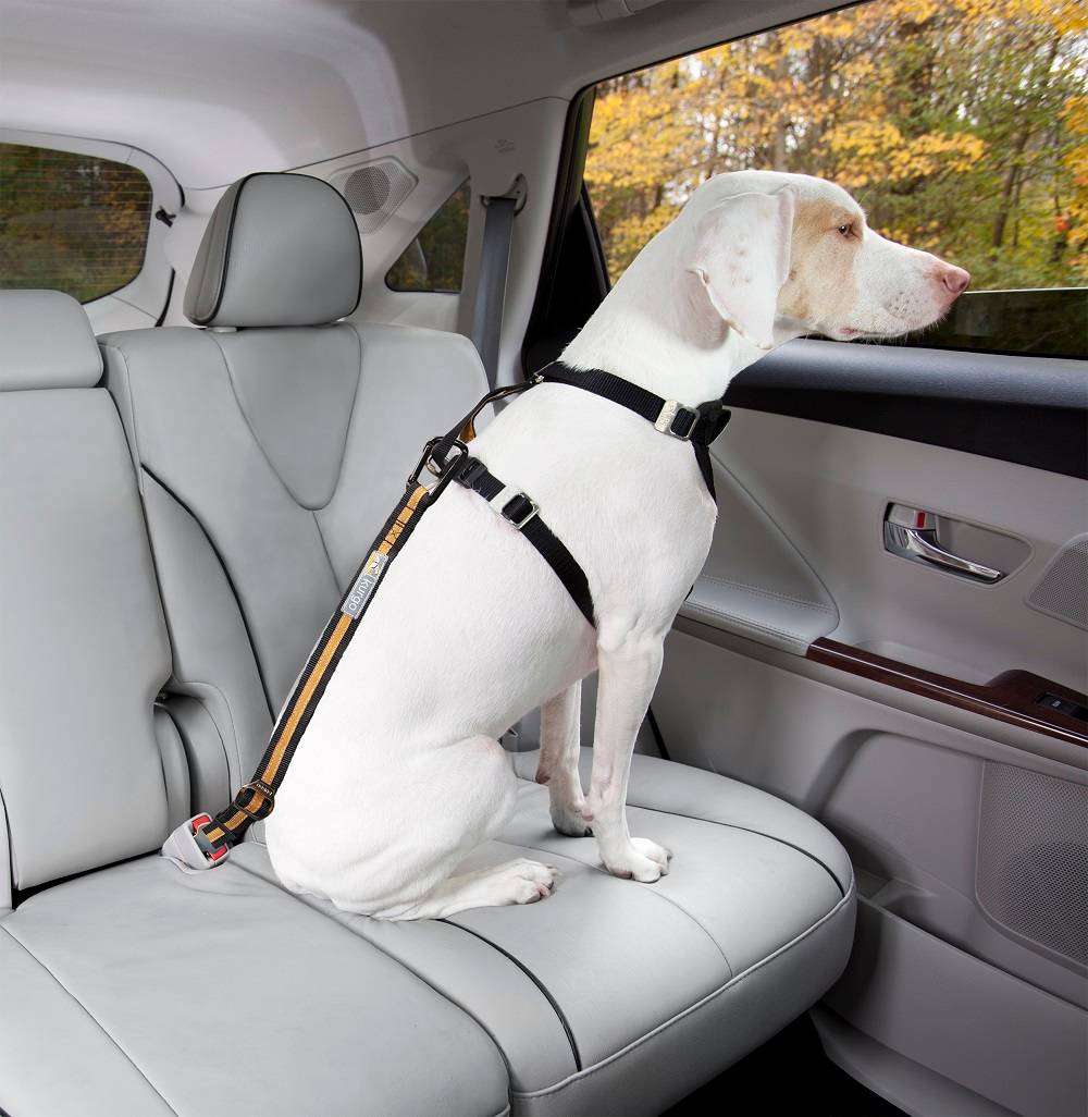 Kurgo - Correa de seguridad "direct seatbelt" azul - Imagen 6