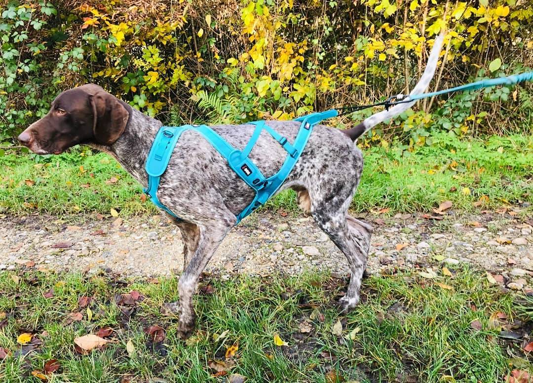 I-dog - Arnés Canicross X-Back Phoenix ALM Azul 2XS - I-DOG - Imagen 4