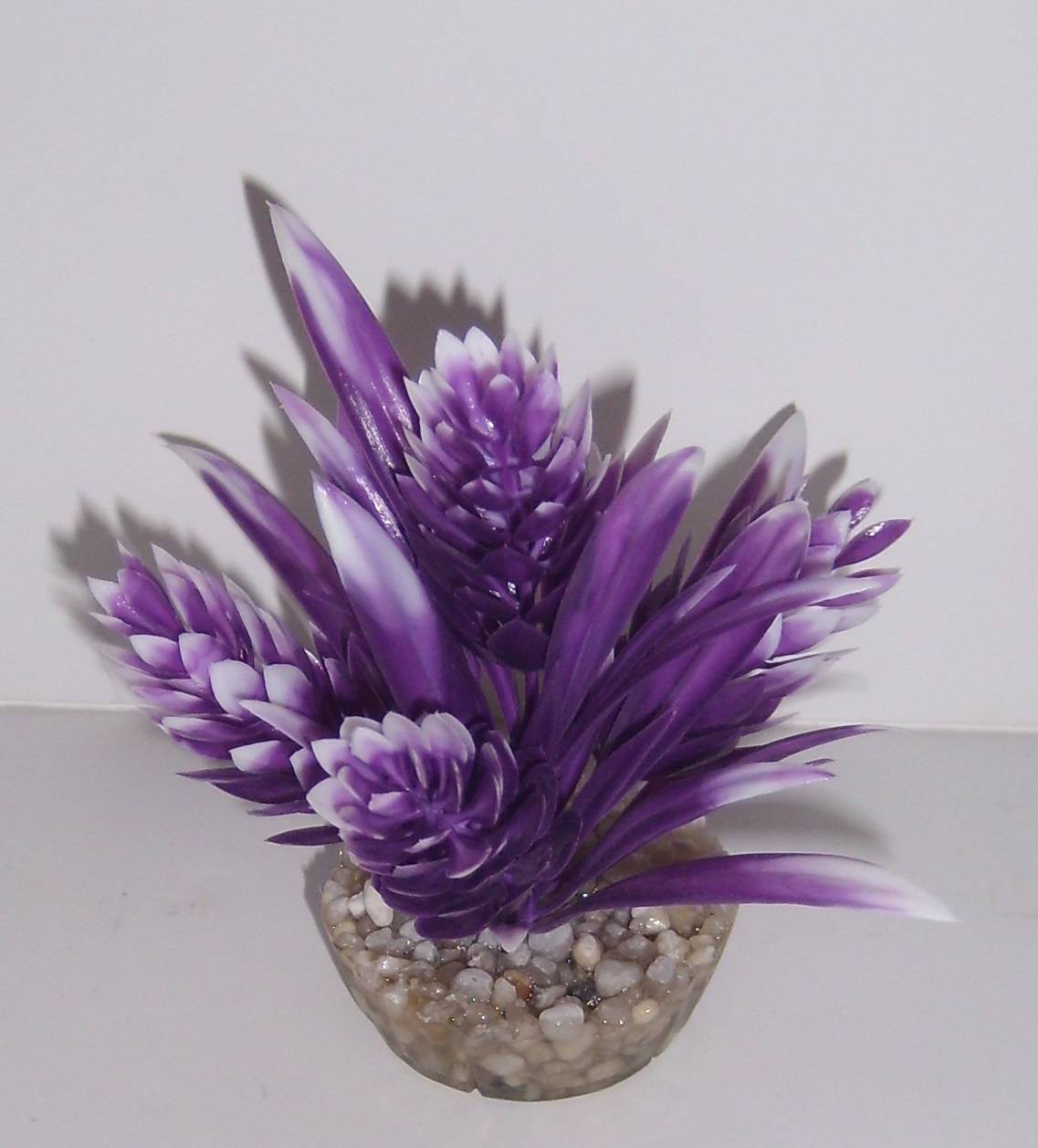 Labéo - Plante Décorative Aquarium - LABEO - Image 1