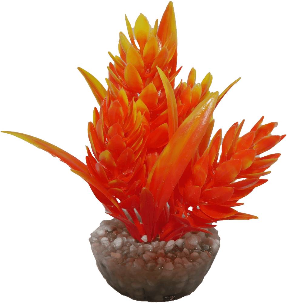 Labéo - Plante Décorative Aquarium - LABEO - Image 3