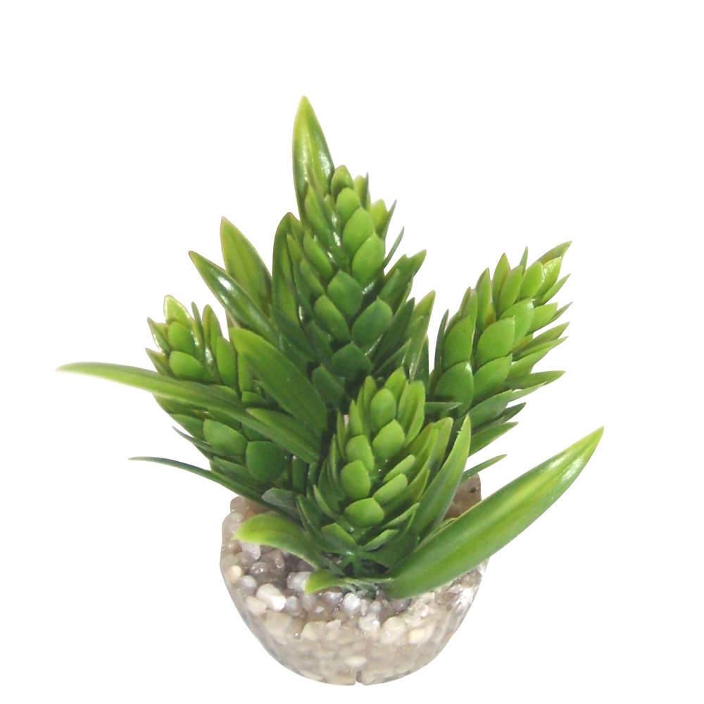 Labéo - Plante Décorative Aquarium - LABEO - Image 5