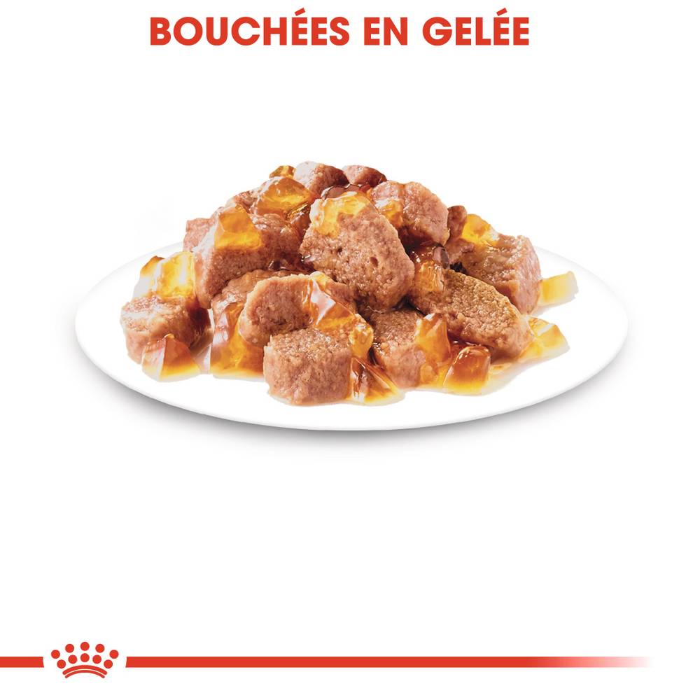 Royal Canin - Aliment Nutritionnel Gelée Chat Adulte – ROYAL CANIN - Image 3