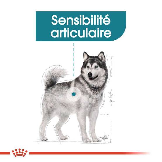 Royal Canin - Croquettes pour chien Joint Care - ROYAL CANIN - Image 2