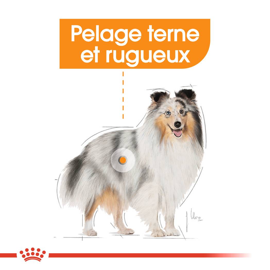 Royal Canin - Sobres Frescura Coat Care Mousse Perro 12x85g - ROYAL CANIN - Imagen 10