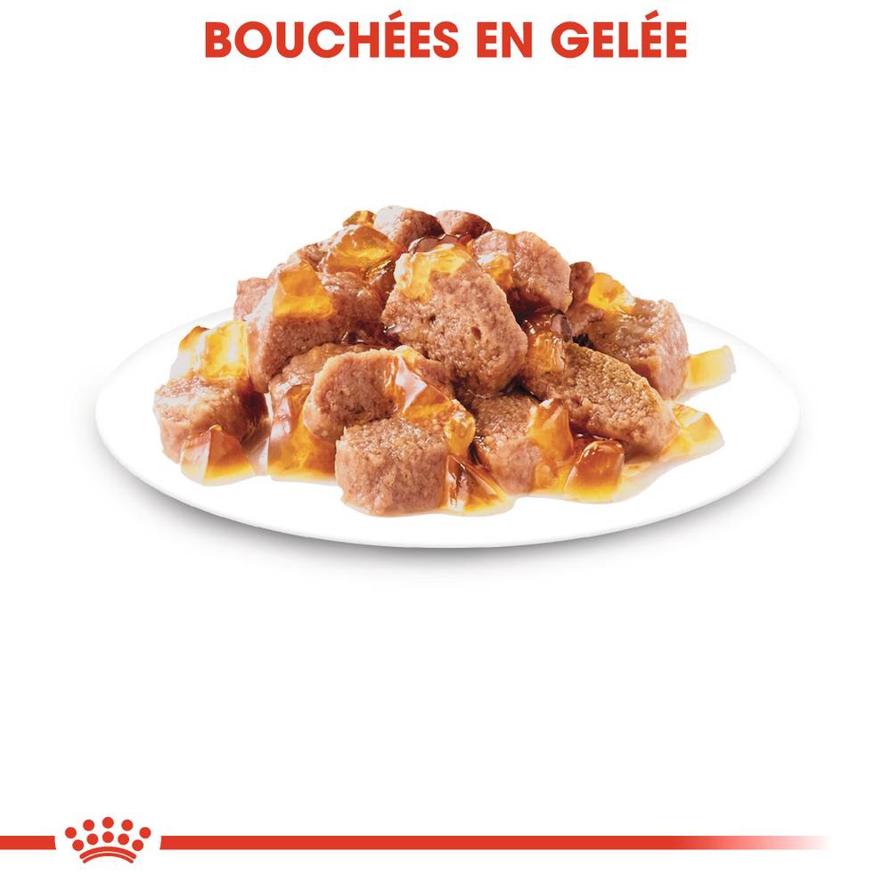 Royal Canin - Aliment Complet Chat Senior – ROYAL CANIN - Imagen 7