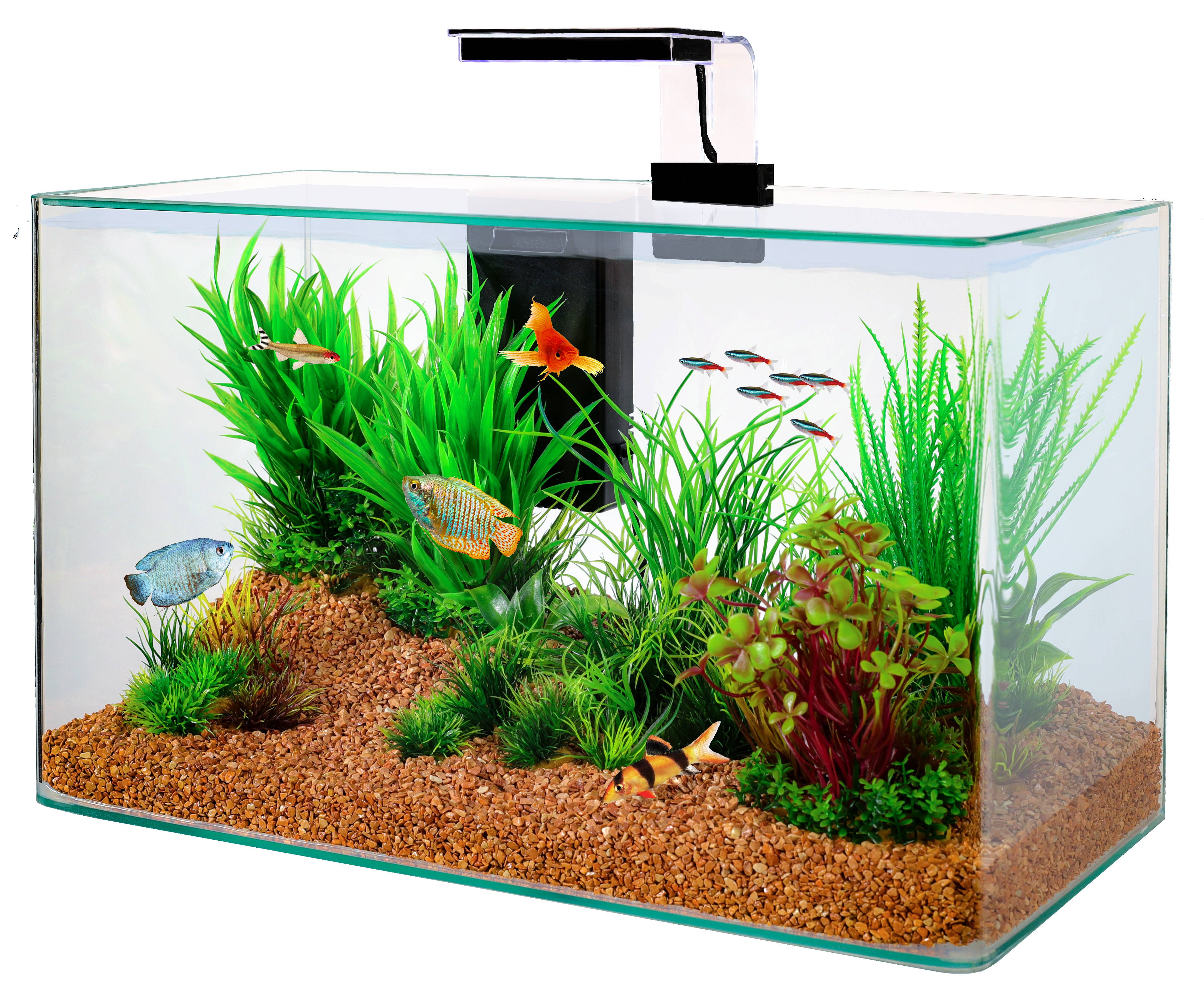 Zolux - Kit Aquarium Clear 50 – ZOLUX