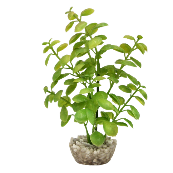 Labéo - Décor Arbre lentille PM - H.18 cm - Labéo
