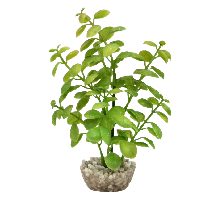 Labéo - Décor Arbre lentille PM - H.18 cm - Labéo