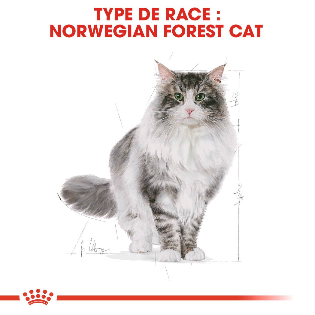 Royal Canin - Croquettes Norwegian Forest Cat - ROYAL CANIN - Image 6