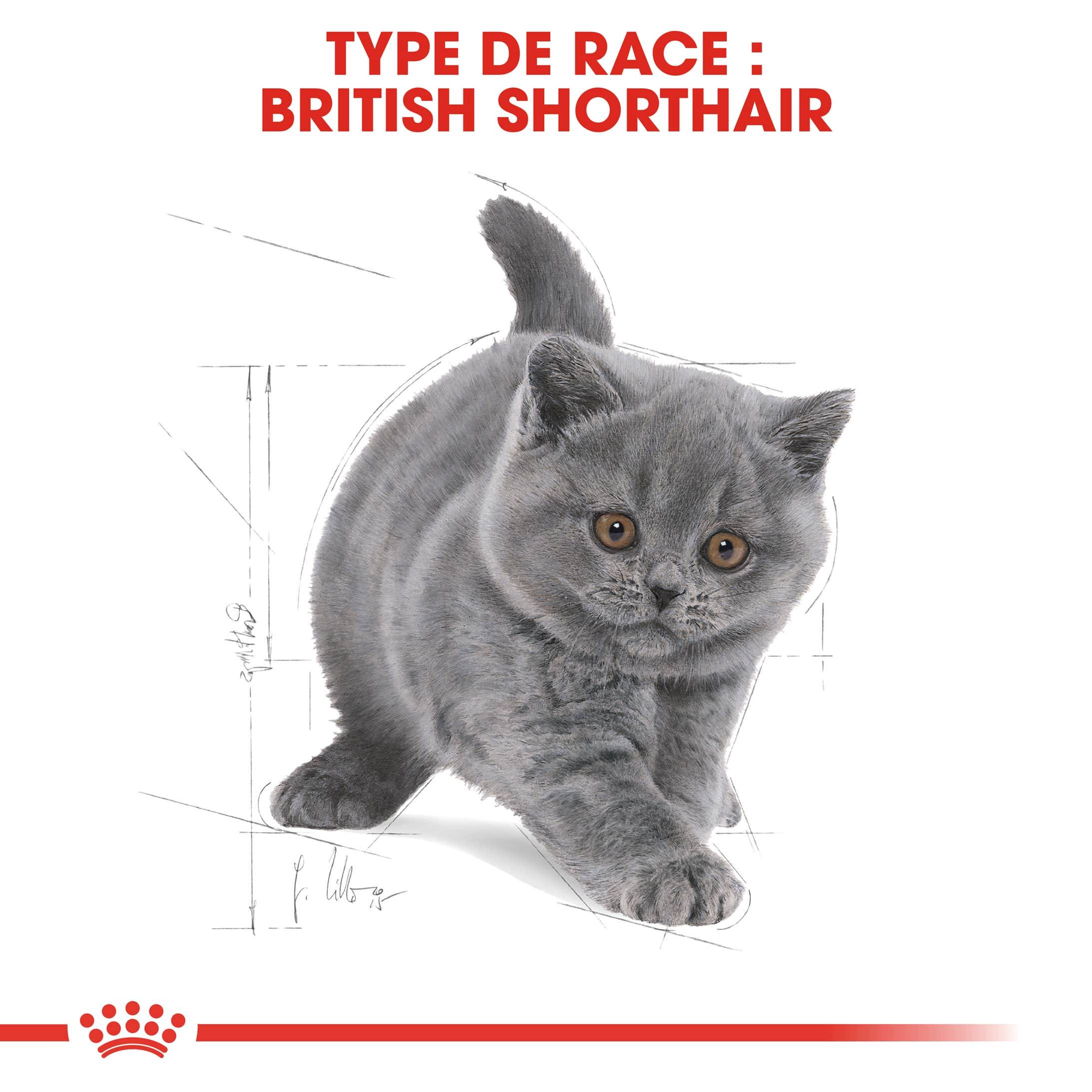 Royal Canin - Croquettes Chaton British Shorthair - ROYAL CANIN - Image 5