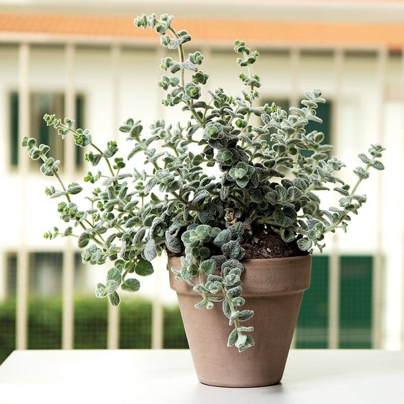Deroma - Vaso Grafite Pot Terre Cuite – DEROMA - Imagen 2