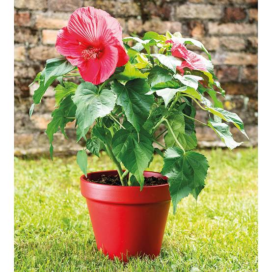 Deroma - Pot Céramique Émaillée Rouge Ø15,6 x H.13,7 cm – DEROMA - Image 2