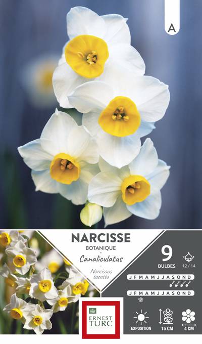 Ernest Turc - Bulbes Narcisse Tazetta Canaliculatus - Image 1